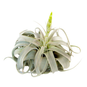 Xerographica Airplant