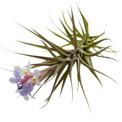 Aeranthos Bergeri, Airplant, Airplants, Tillandsia, Airplant Terrarium 