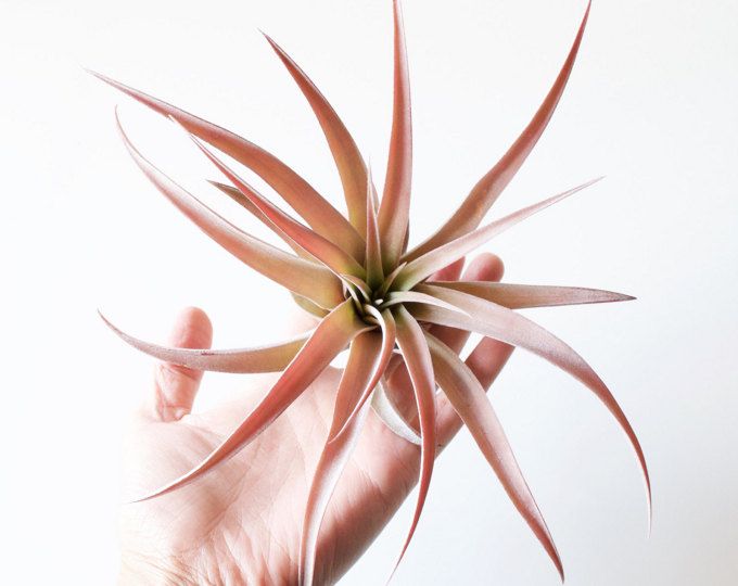capitata peach air plant tillandsia capitata peach – Airplantcompany.com