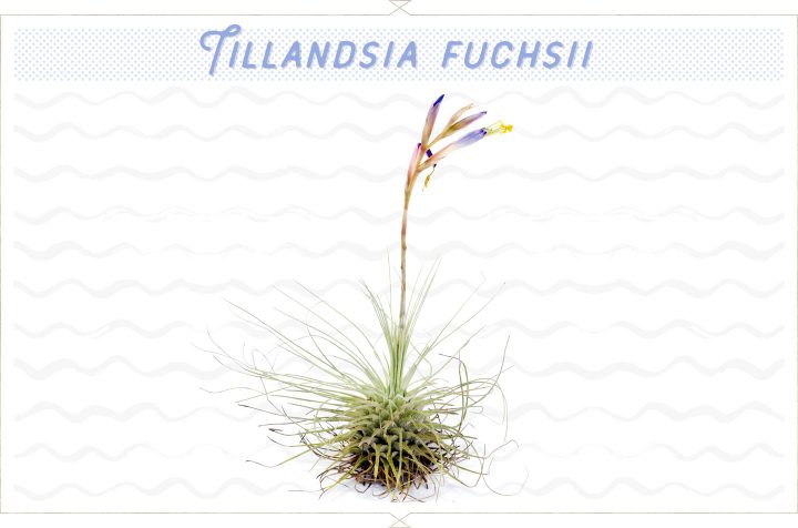 Fuchsii – Airplantcompany.com