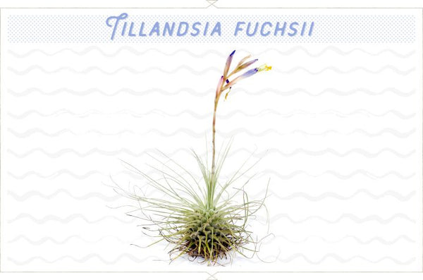 Fuchsii