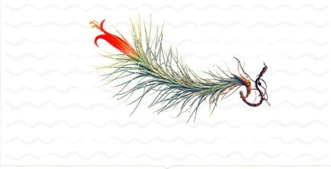 Funkiana Air Plant