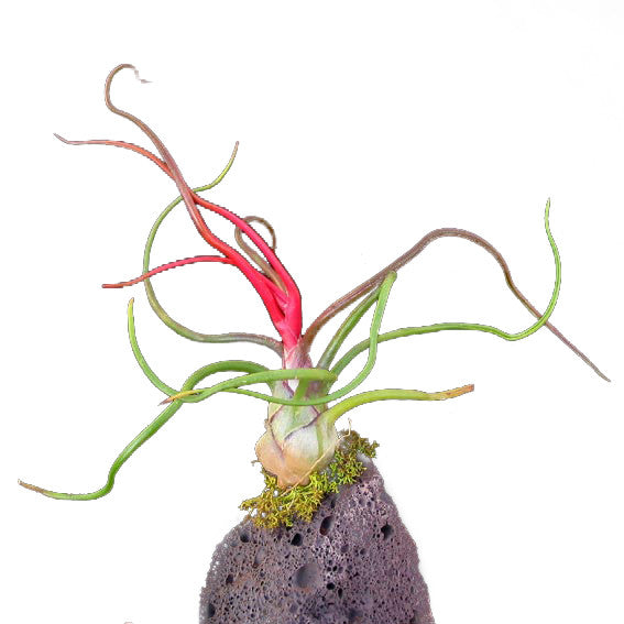 Large Airplant Terrarium