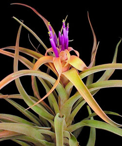 tillandsia capitata peach