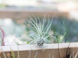Fuchsii