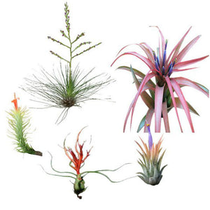 Airplant