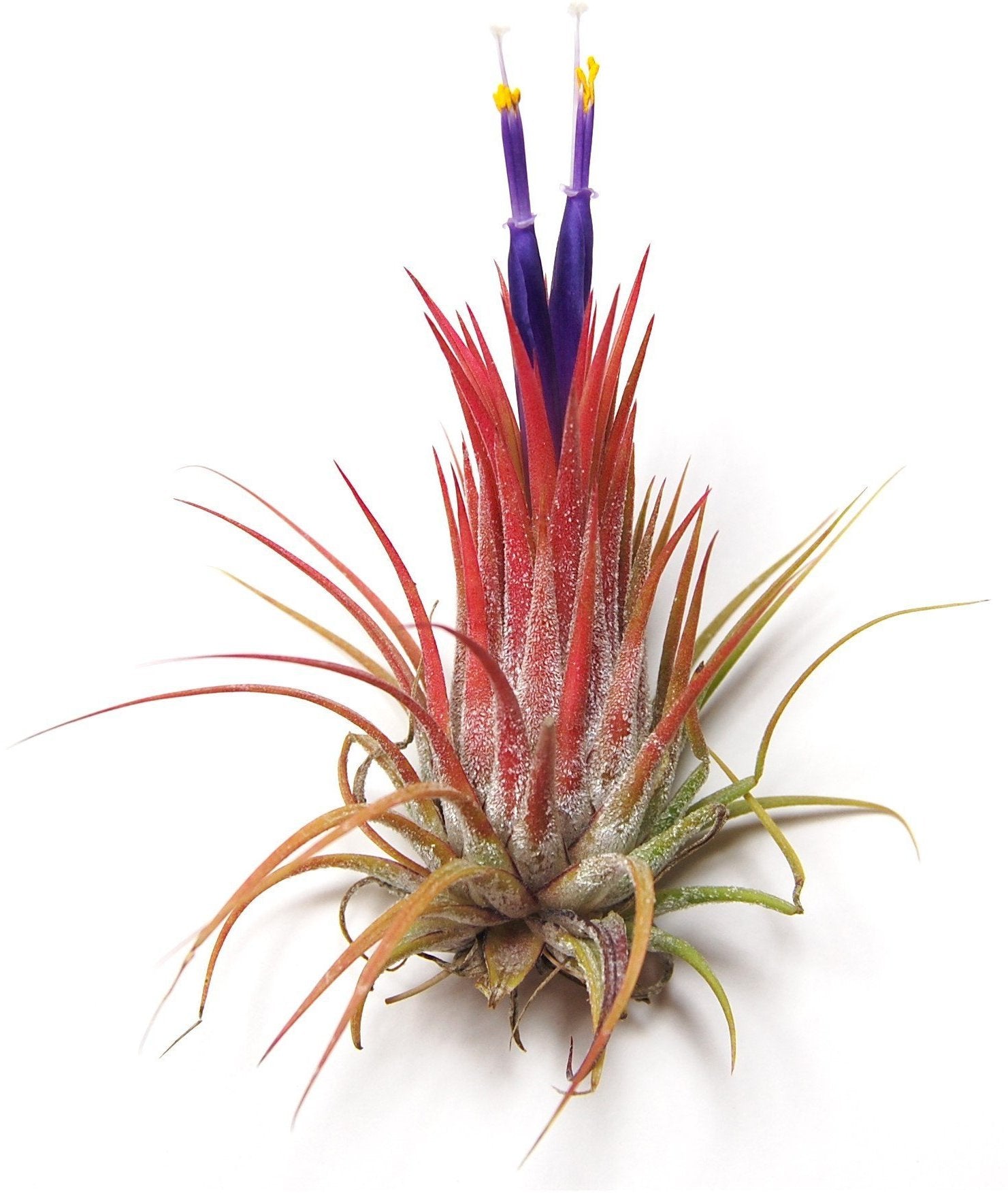 guatemala air plant Ionantha Guatemala Airplant – Airplantcompany.com