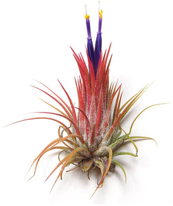 Ionantha Guatemala Airplant