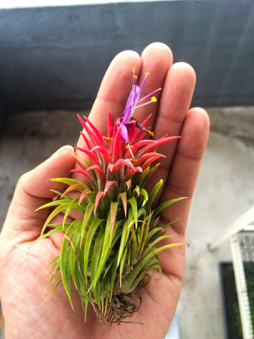 ionantha huamelula