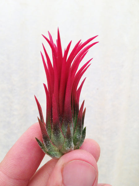 Ionantha Peanut Airplant