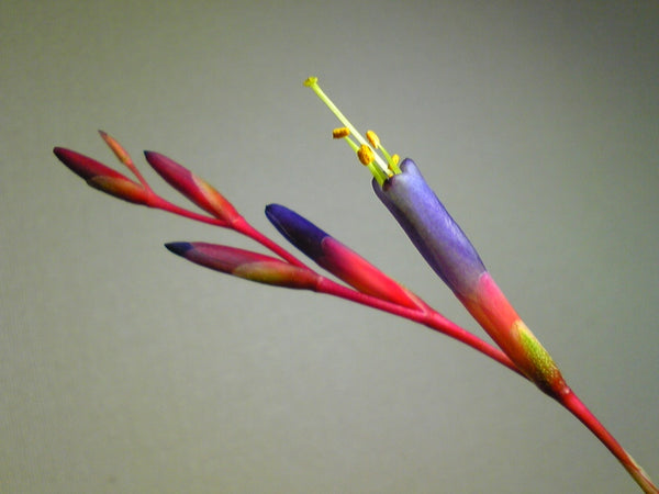 Filifolia Airplant