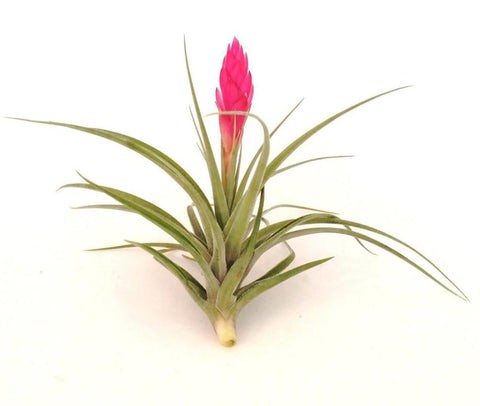 Pink Stricta Bronze Airplant