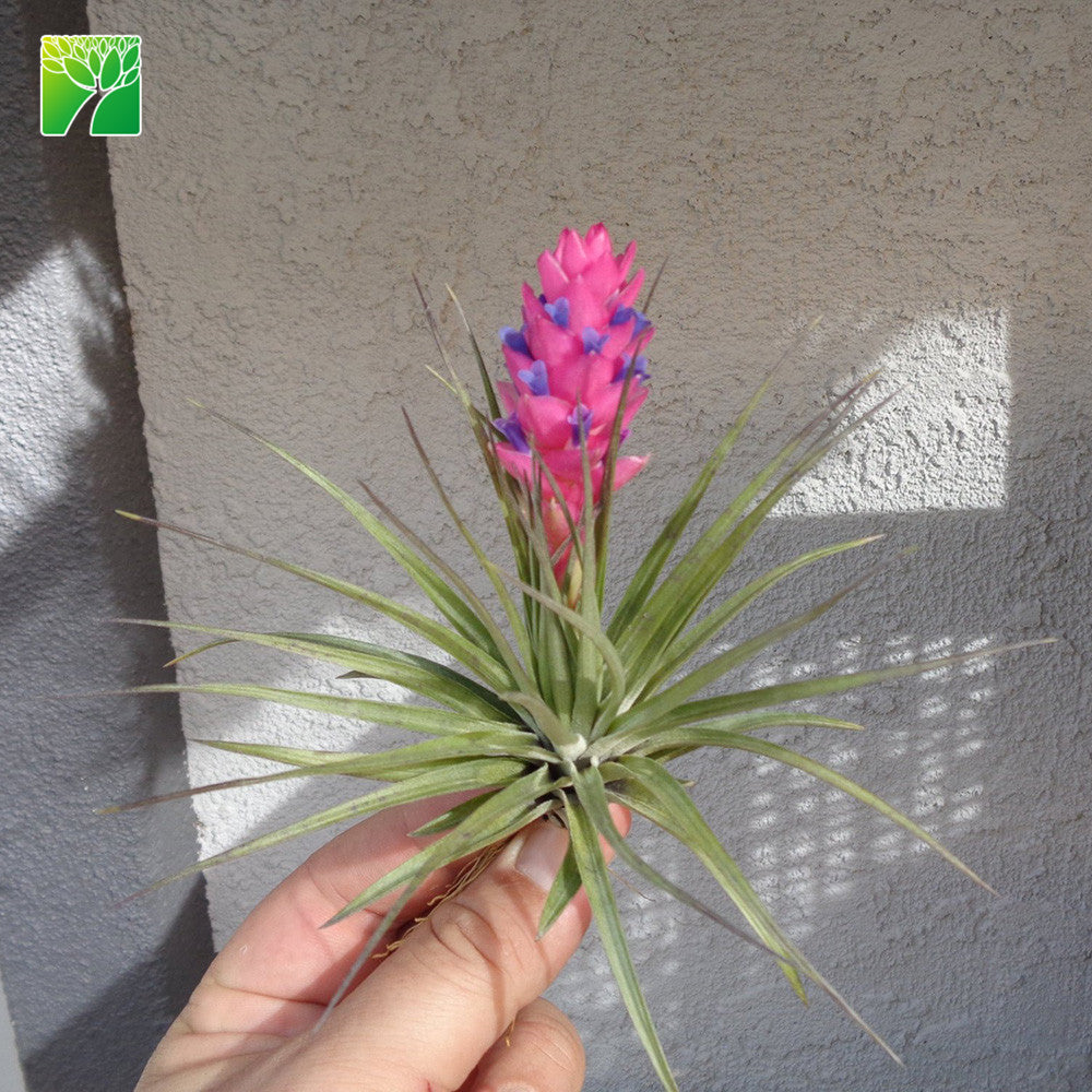 Pink Stricta Bronze Airplant  Airplantcompany.com
