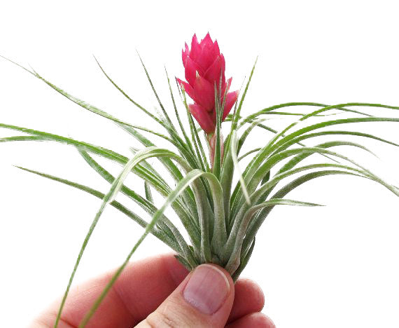 Purple Dream Hanging Air Plant Terrariums