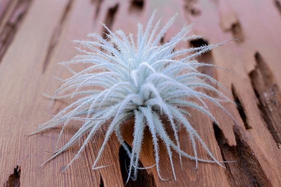 Tectorum 2”-3”