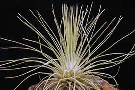 Filifolia Airplant