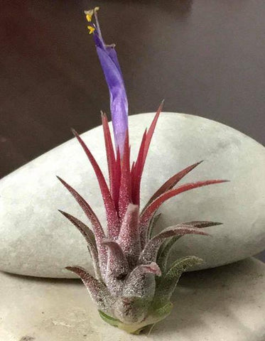 Ionantha Peanut Airplant