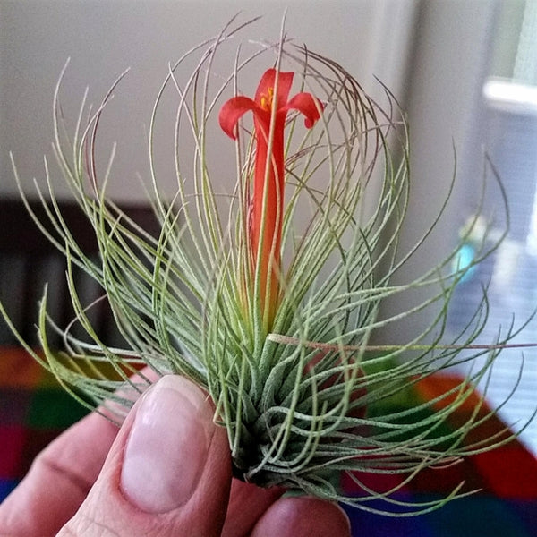 andreana air plant care tillandsia andreana – Airplantcompany.com