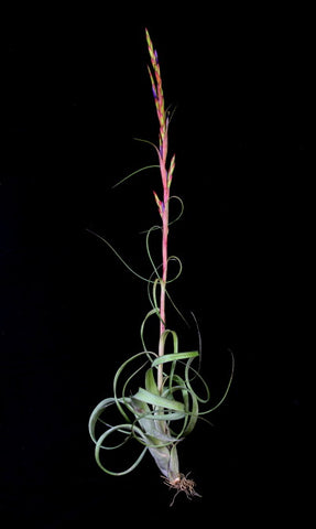 Tillandsia Balbisiana