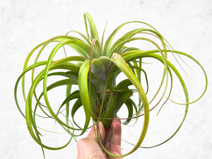 Brachycaulos Green Airplant