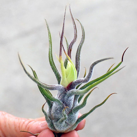 Tillandsia Pruinosa