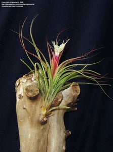 Tillandsia Moonlight aka Rectifolia