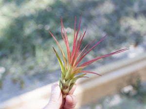 Tillandsia Tricolor