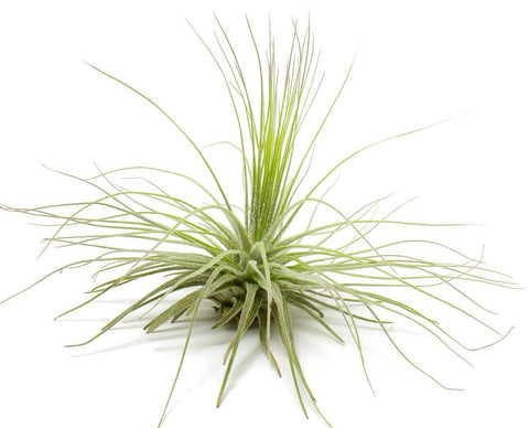Filifolia Airplant